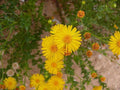 Native Wildflower Seeds - Camphorweed (H. subaxillaris) - 100+ Seeds, Pollinator-Friendly, Drought-Tolerant Garden Plant