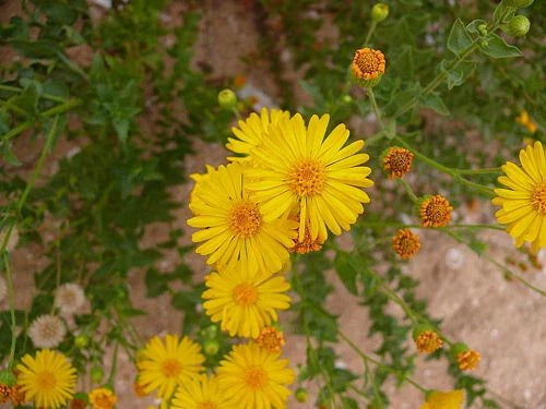 Native Wildflower Seeds - Camphorweed (H. subaxillaris) - 100+ Seeds, Pollinator-Friendly, Drought-Tolerant Garden Plant