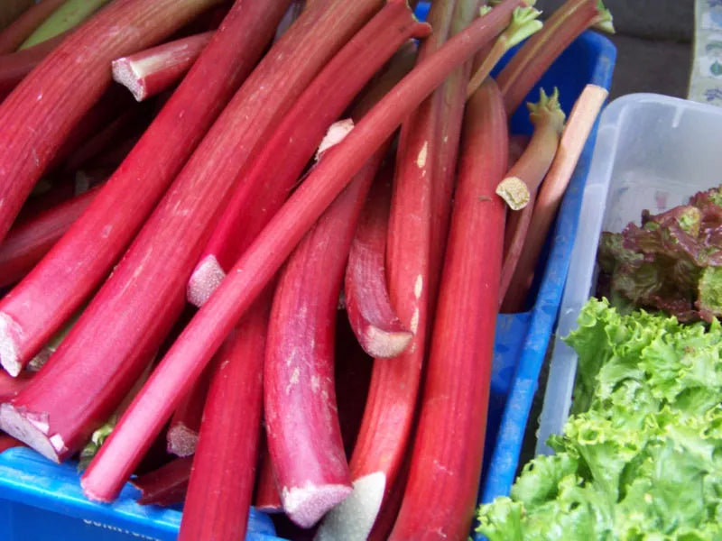 Rhubarb Seeds - 30 Pack - Perennial Fruit - GroCo USA - Free Shipping