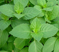 Tulsi Basil Seeds 200+ Green Leaf Holy Basil (Ocimum sanctum) Herb for Garden, Non-GMO, Organic