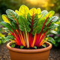 Swiss Chard Seeds - 150+ Heirloom Non-GMO Rainbow Vegetable Seeds - Microgreens Variety