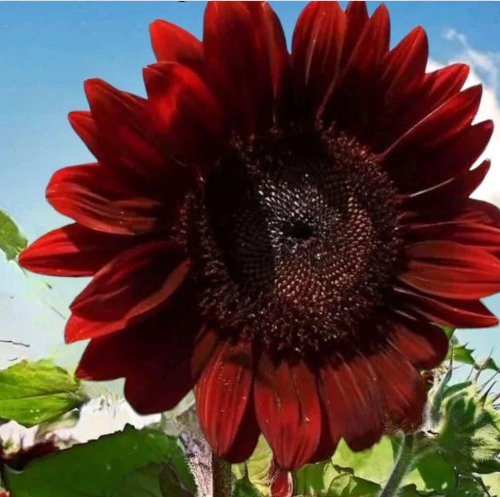 Rare Red Sunflower Seeds - 25+ Non-GMO Heirloom Seeds - Helianthus annuus - Perfect for Gardens and Flower Beds