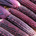 Double Red Sweet Corn Seeds | Purple Husk Stalk Indian Ornamental Dent Seed | Zea mays