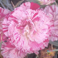 Peppermint Pink Carnation Seeds - 200+ Count for Garden Planting - Dianthus caryophyllus - USA