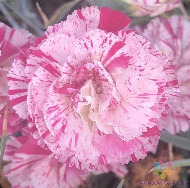 Peppermint Pink Carnation Seeds - 200+ Count for Garden Planting - Dianthus caryophyllus - USA