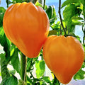 Orange Oxheart Tomato Seeds - 10+ Heirloom Organic Seeds, Rare Variety - Solanum lycopersicum