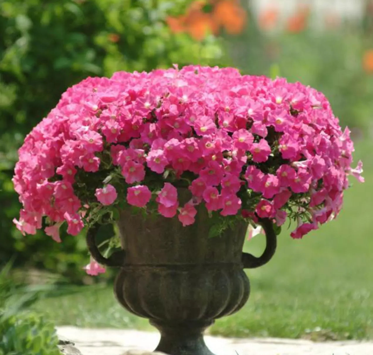 Petunia Shock Wave Rose Live Plants 10 Baby Plugs Intense Pink Golden Center (Petunia x hybrida)