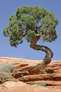 Utah Juniper Seeds for Planting (30 Seeds) - Juniperus osteosperma - Highly Prized Bonsai Species