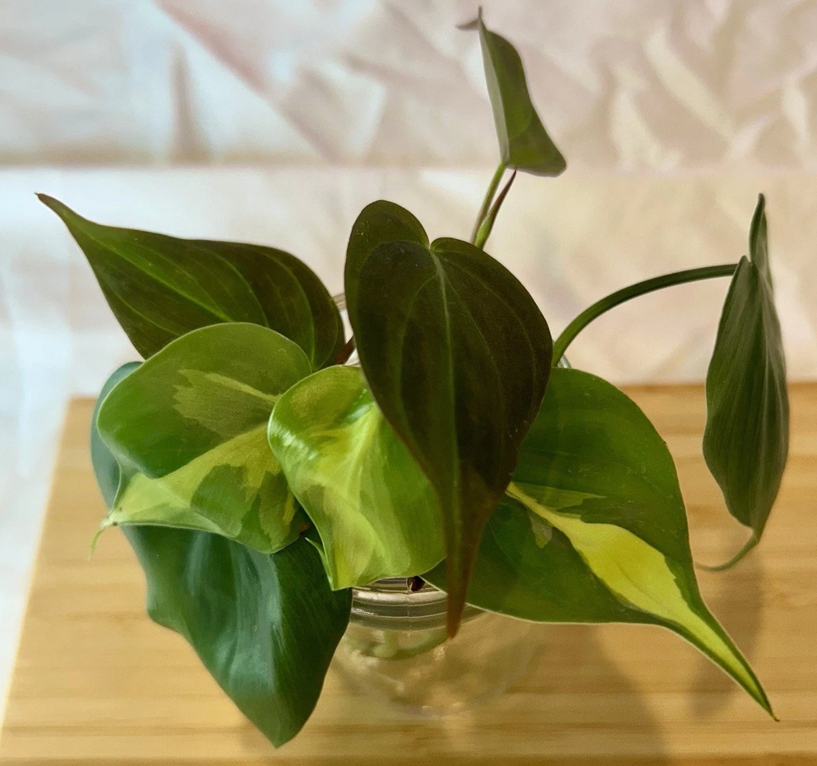 Philodendron Cutting Bundle – Micans, Brasil, Heartleaf | Rooted Node & Leaf | Indoor Plant Cuttings