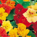 Nasturtium Seeds Jewel Mix | Non-GMO Heirloom Flower Seeds | Fresh Garden Variety