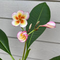 Fireblast Plumeria Cutting - Mid Cut - Tropical Flowering Plant - Plumeria spp. - Perfect for Gardens and Landscapes