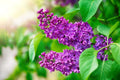 Purple Lilac Seeds - 50 Seeds - Stunning Purple Flowers - Syringa vulgaris