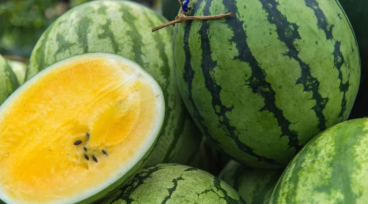 Yellow Baby Doll Watermelon Seeds - 50+ Premium Seeds for Planting - Citrullus lanatus - USA Grown, Free Shipping