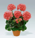 Geranium Cuttings 5-Pack Salmon-Pink Upright Pelargonium for Rooting