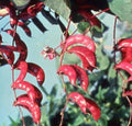 Pink Hyacinth Bean Vine Seeds - 10 Seeds - Murasakiiorhana - Grow Pink Pod Beans for Gardens and Landscaping