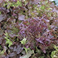 Red Leaf Lettuce Seeds Bulk 1000 Count Packet - Salad Bowl Variety - Good Keeper, Ideal for Home Gardening