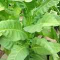 Heirloom Tobacco Seeds, 1000 Count, Havaña Z299 Variety, Non-GMO, Premium Quality