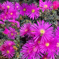 Magenta Ice Plant Cuttings - 15 Delosperma Cooperi Purple Succulent Cuttings for Garden & Landscaping