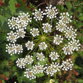 Anise Seeds | Heirloom Non-GMO | Licorice Herb | Pimpinella anisum | Free Shipping