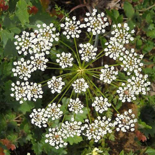 Anise Seeds | Heirloom Non-GMO | Licorice Herb | Pimpinella anisum | Free Shipping