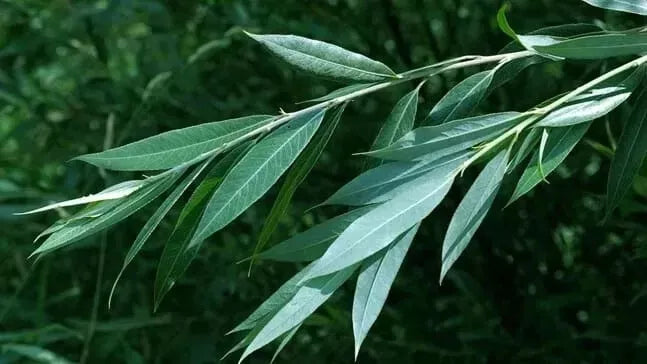 White Willow Tree Cuttings, 5 Cuttings, Salix Alba, Medicinal Herb, Aspirin Source, Natural Pain Relief