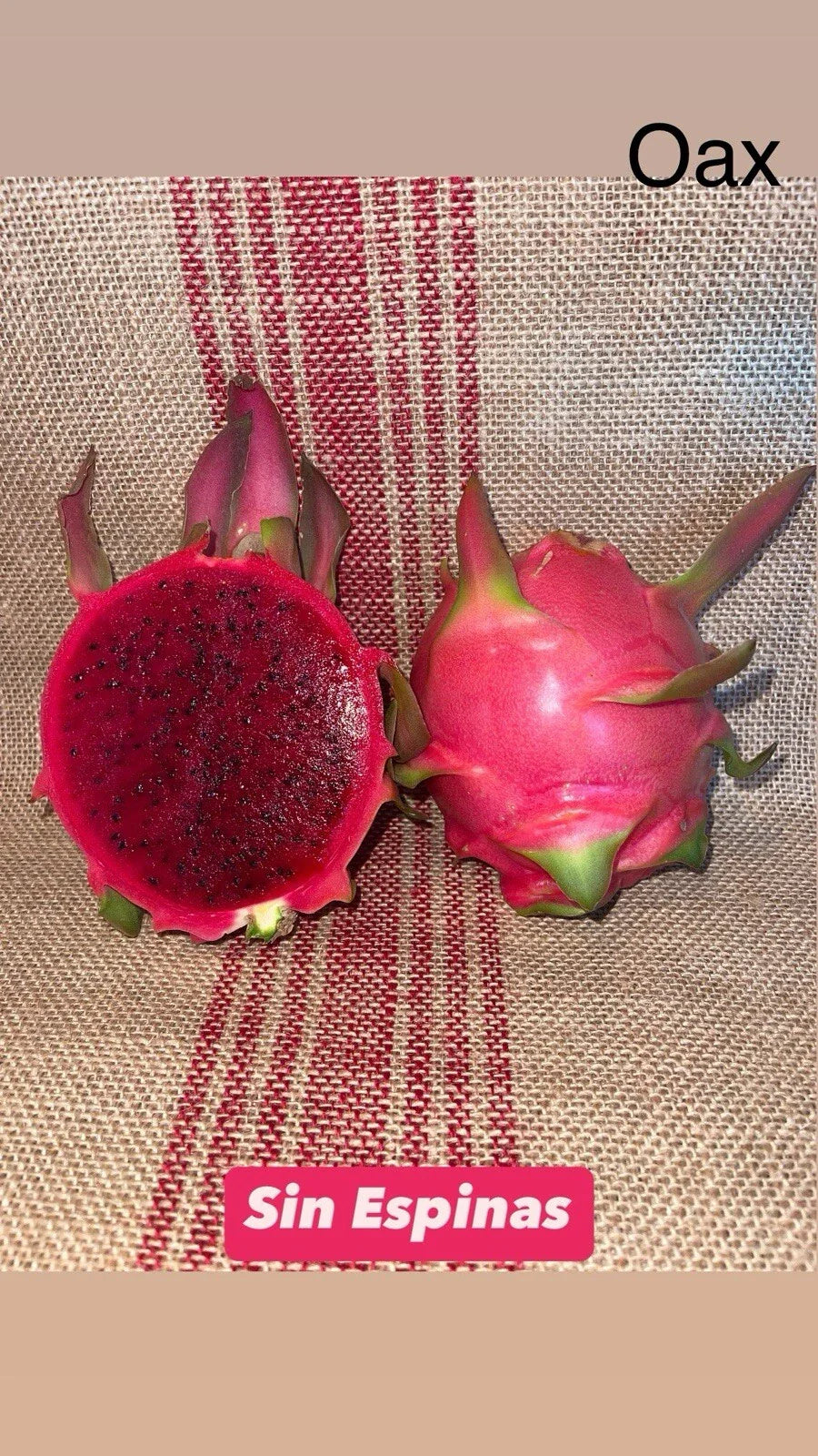 Dragon Fruit Cuttings - Mature "Sin Espinas" Variety - Hylocereus undatus