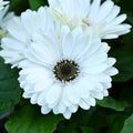 White Gerbera Daisy Seeds - 200+ Pack for Garden Planting - Gerbera jamesonii - USA Grown, Free Shipping