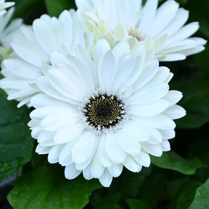 White Gerbera Daisy Seeds - 200+ Pack for Garden Planting - Gerbera jamesonii - USA Grown, Free Shipping