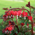 Red Bleeding Heart Seeds - 25 Pack - Shade Flower Garden - Dicentra spectabilis - US Seller