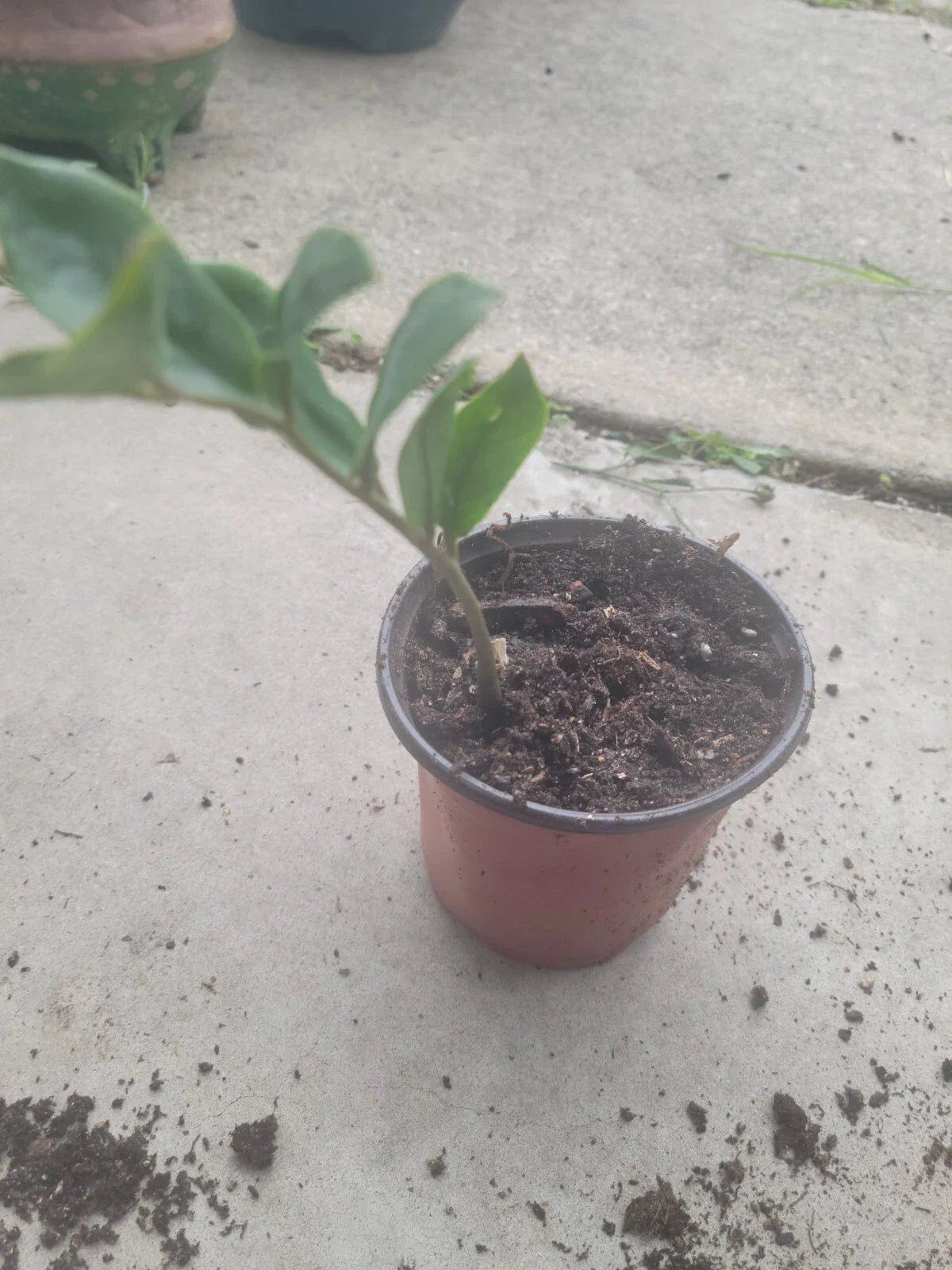 ZZ Plant - Medium Size - Green Foliage - Zamioculcas zamiifolia