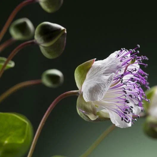 Caper Seeds 50 Pack Non-GMO Capparis spinosa Garden Seeds Free Shipping