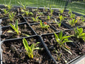 Lilium Catesbaei Pine Lily - Ultra Rare New Genetics from Scotland, NC - Unique Flowering Plant