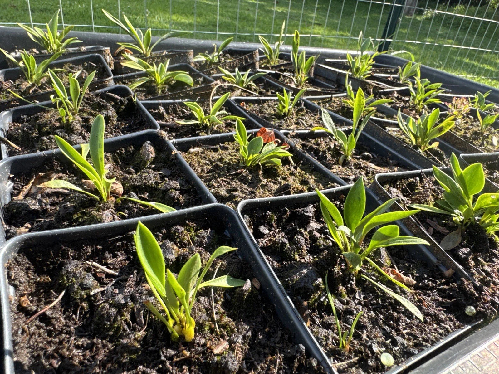 Lilium Catesbaei Pine Lily - Ultra Rare New Genetics from Scotland, NC - Unique Flowering Plant