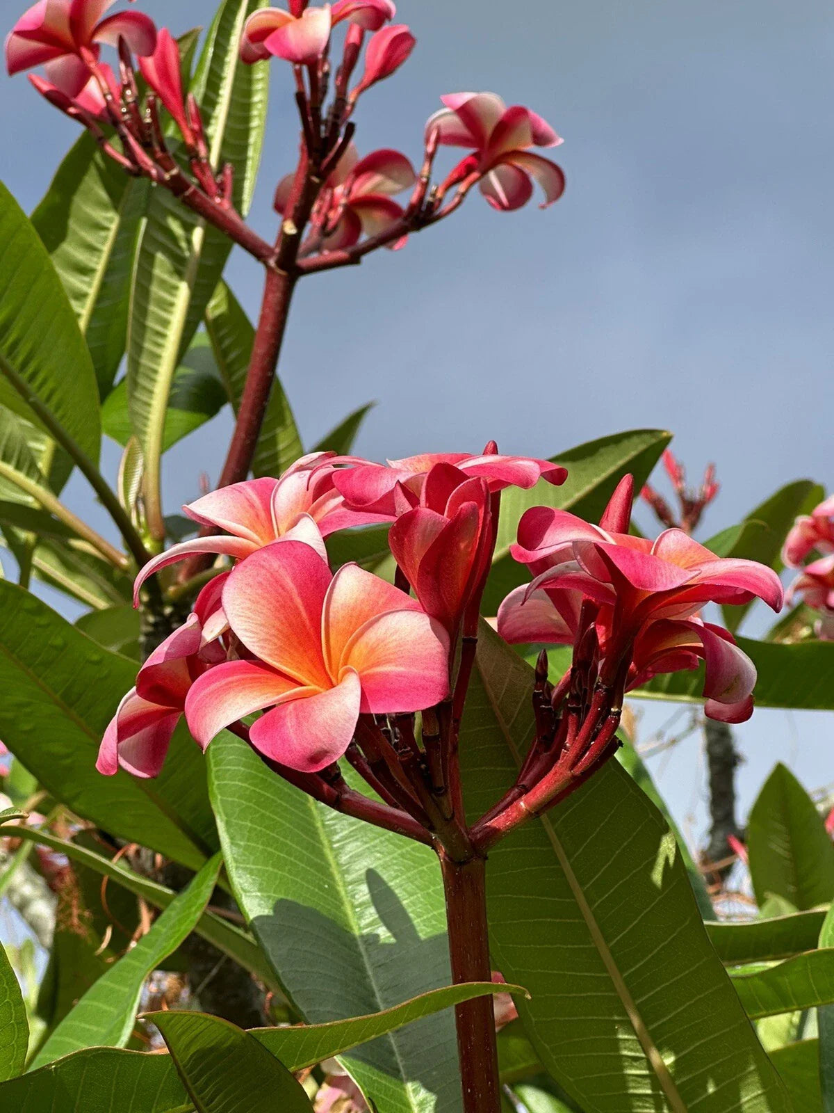 Pink Plumeria Cutting - Fresh Double Head Starter - Plumeria rubra - 10 Inch