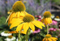 Yellow Coneflower Seeds - 200+ Seeds for Garden Planting - Echinacea paradoxa - USA Origin, Free Shipping