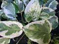 Pothos Vine Plant - Rooted Green & Cream Heart Leaf - Epipremnum aureum - Pearls and Jade Variety