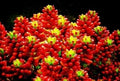 Mixed Succulent Seeds - Rare Lithops Living Stones Cactus - 50 Seeds for Home Gardening