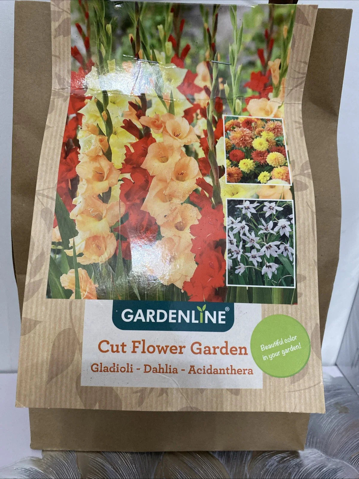 Gladioli and Dahlia Bulb Garden Kit - 13 Gladiolus, 2 Dahlia, 15 Acidanthera - Flowering Bulbs for Cut Flower Gardens