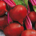 Red Ace Beet Seeds - Fresh Organic Beetroot Seeds for Home Gardening - Beta vulgaris