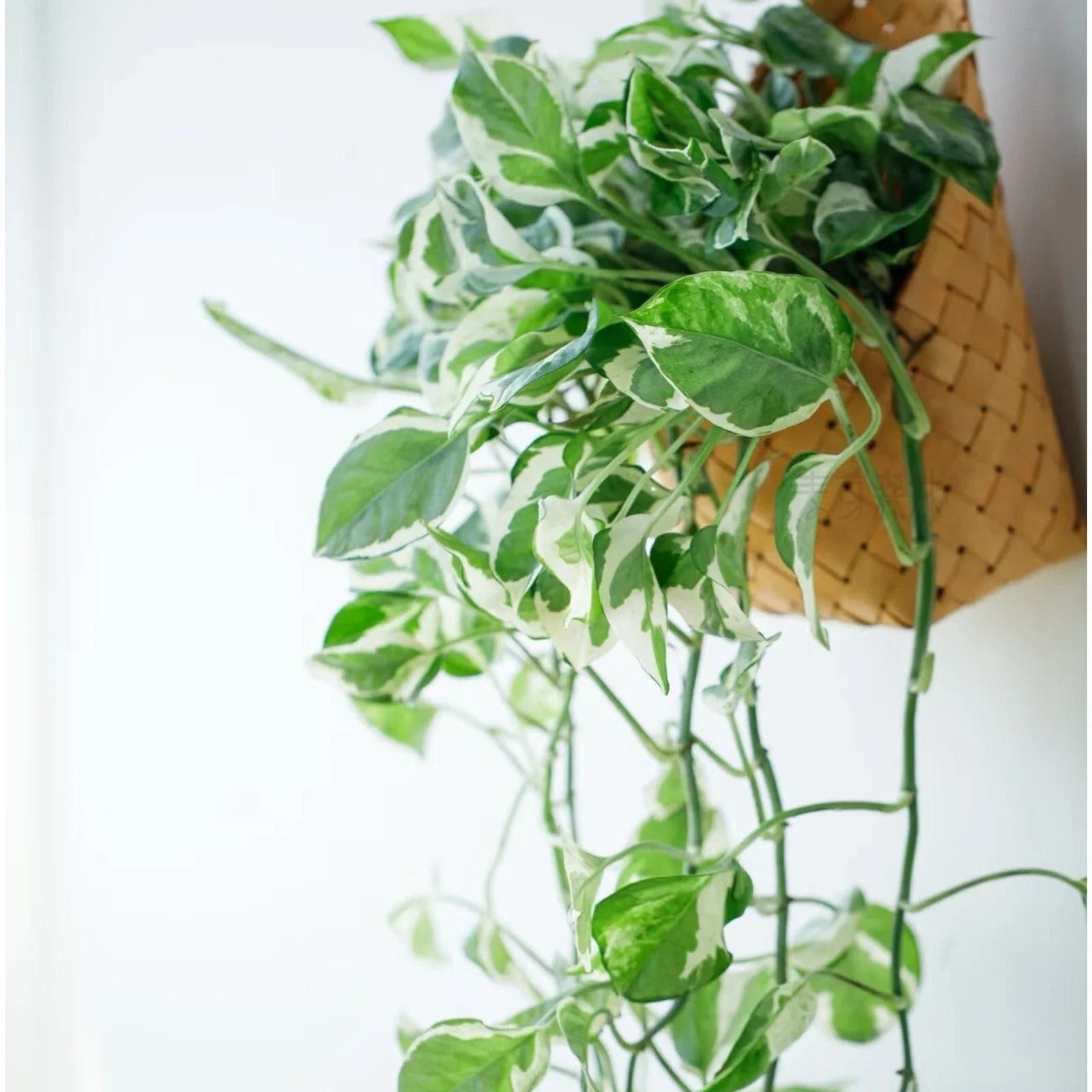 Pothos Cuttings - 3 Pieces - Pearls and Jade - Devil's Ivy Indoor House Plant - Epipremnum aureum