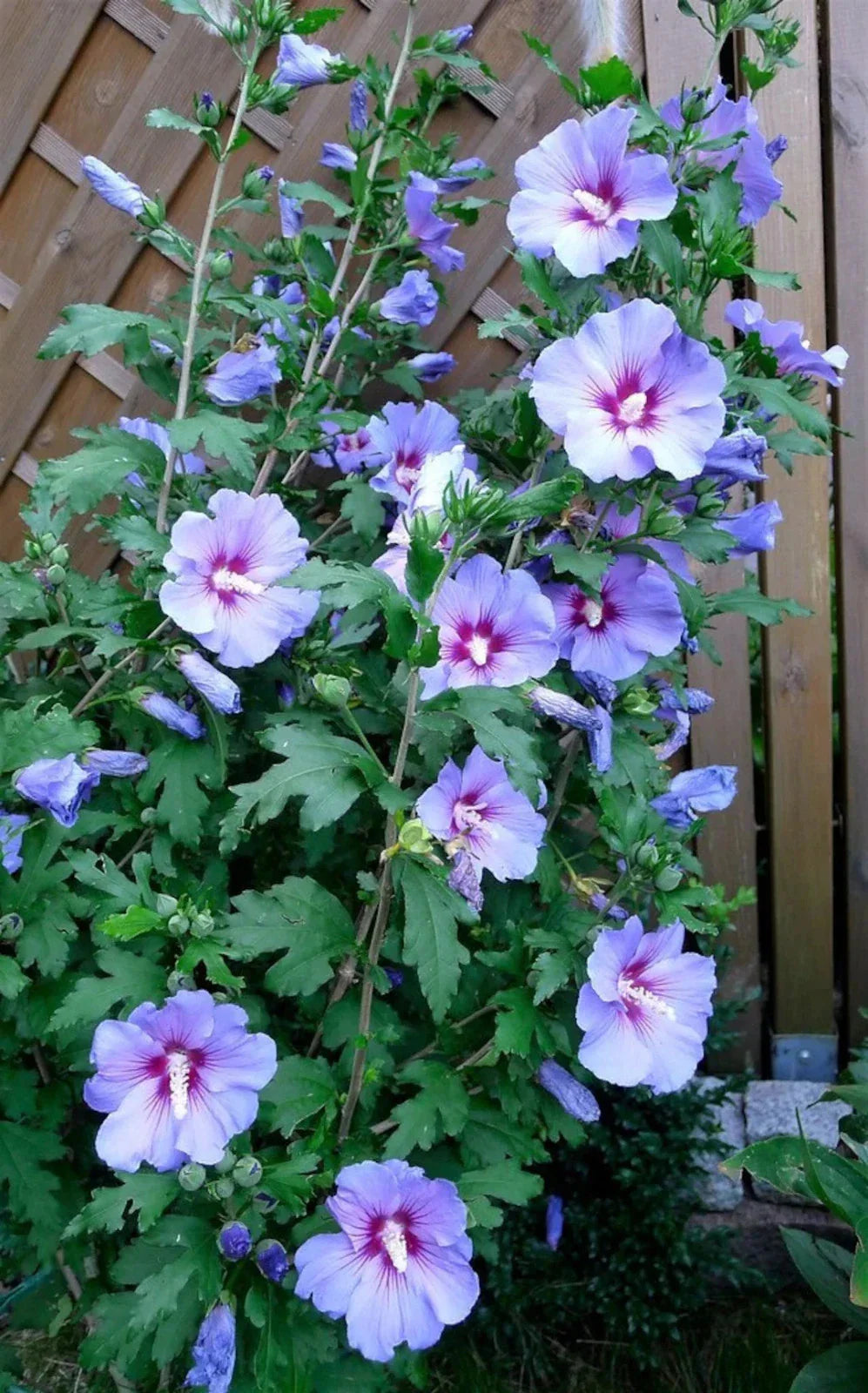 Rose of Sharon Live Plant, Blue Bird Variety, Blue/Violet Flowers, Hibiscus syriacus