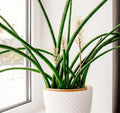 Snake Plant Cutting - Unrooted Sansevieria Cylindrica Live Starter Plant - Indoor Houseplant for Easy Care and Air Purification