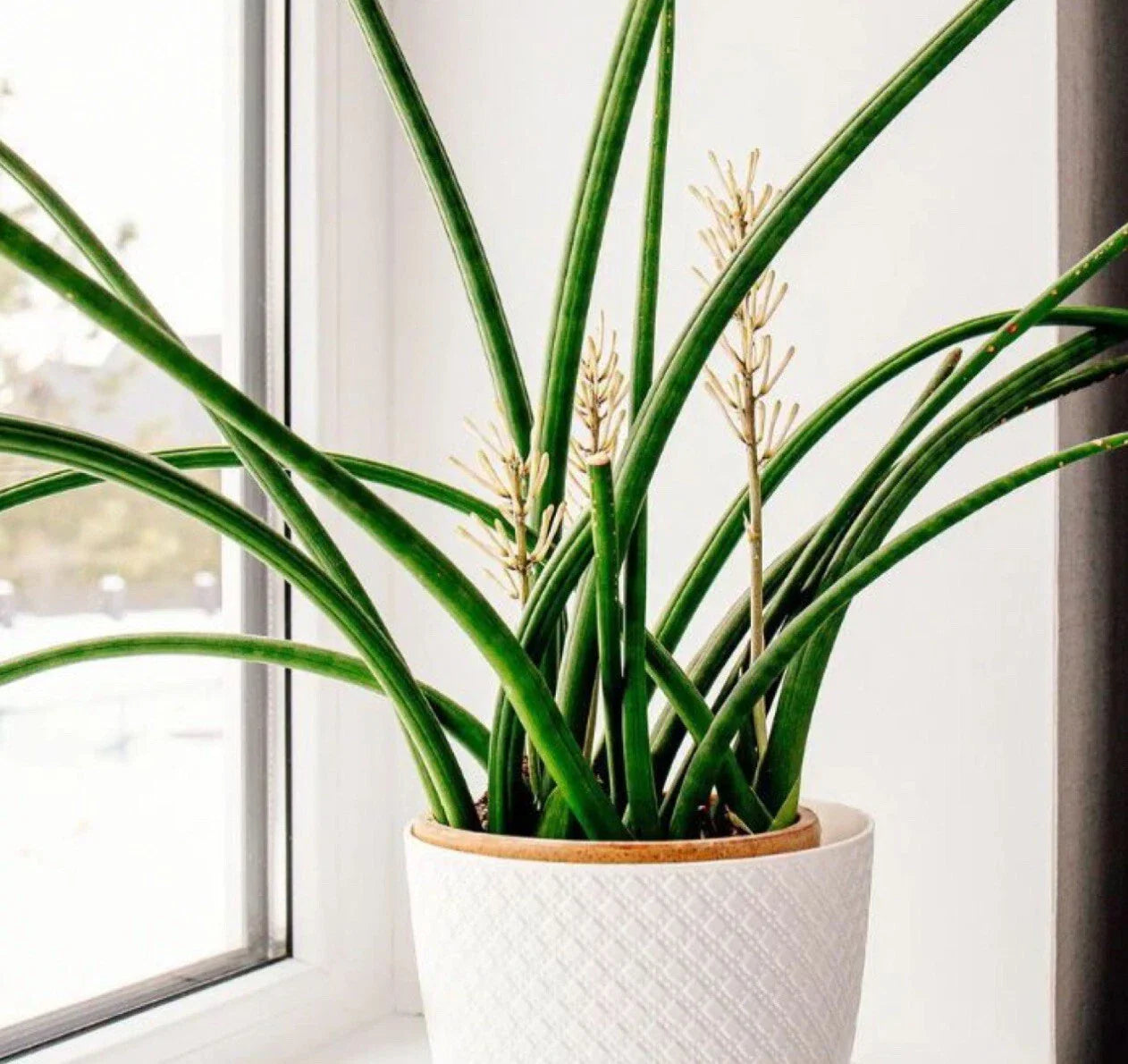 Snake Plant Cutting - Unrooted Sansevieria Cylindrica Live Starter Plant - Indoor Houseplant for Easy Care and Air Purification