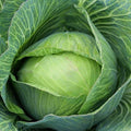 Golden Acre Cabbage Seeds, NON-GMO, Multiple Sizes, Brassica oleracea, Free Shipping