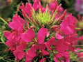Raspberry Spider Seeds - 100 Count, Clome Spinosa, Perennial Flower for Bees, US Seller