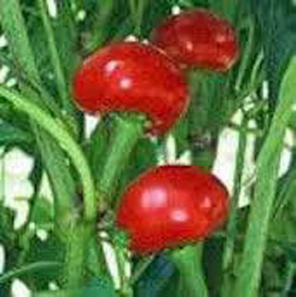 Red Sweet Cherry Pepper Seeds, Heirloom, NON-GMO, 100+ Seeds, Capsicum annuum