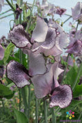 Nimbus Sweet Pea 50 Seeds - Flowering Garden Seeds - Lathyrus odoratus - USA Grown, Free Shipping