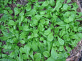 French Corn Salad Seeds - 500+ Fresh Herb Seeds for Salad - Valerianella locusta