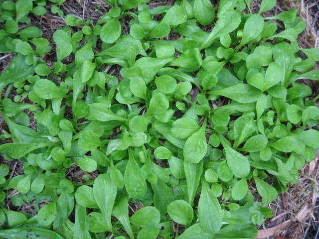 French Corn Salad Seeds - 500+ Fresh Herb Seeds for Salad - Valerianella locusta