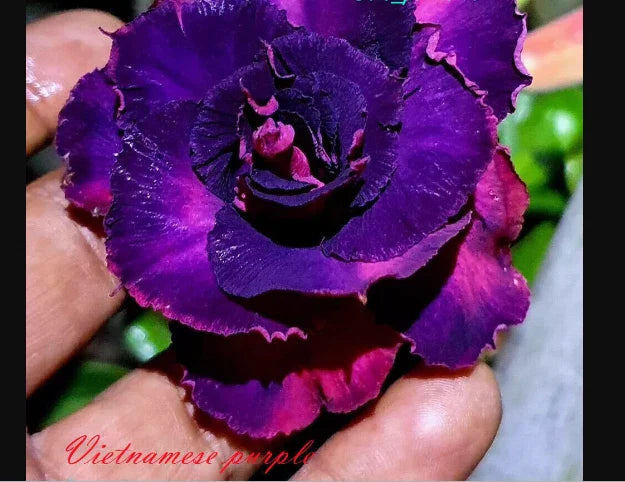 Desert Rose Seedling Small Purple Adenium Obesum Rooted Plant 4-6 inches